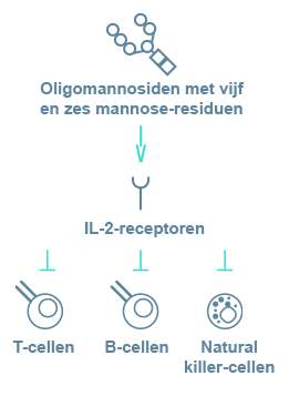 Immunodeficiency in Alpha-Mannosidosis